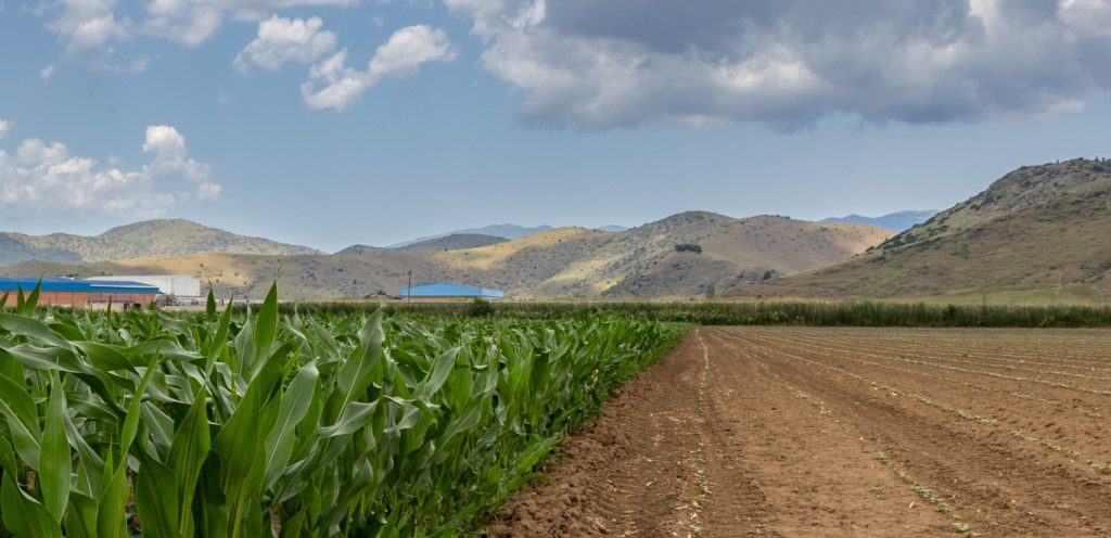 Καλλιέργεια καλαμποκιού στο τοπίο της περιοχής Ομορφοχωρίου στον Θεσσαλικό κάμπο